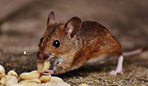 24 Hour & Emergency Exterminators in S Gouldsboro, ME